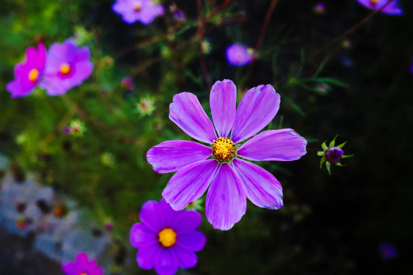 Purple-Flower